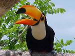 Aves