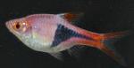 Rásbora Arlequim <i>(Rasbora heteromorpha)</i>