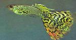 Guppy <i>(Poecilia reticulata)</i>