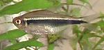 Néon-negro <i>(Hyphessobrycon herbertaxelrodi)</i>
