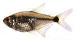 Olho de fogo <i>(Hemigrammus ocellifer)</i>