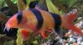 Peixe