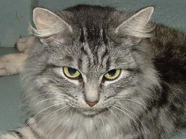 Gato