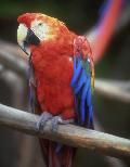 Arara
