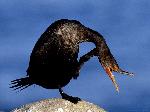 Aves