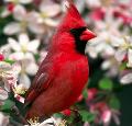 Cardinal