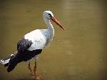 Aves