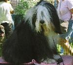 Cães