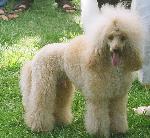 Cães