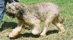 Cães