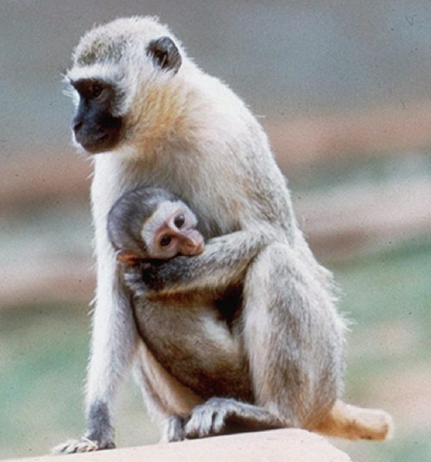 Macacos vervet