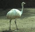 Nandu