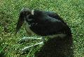 Marabu