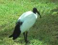 Ibis sagrado