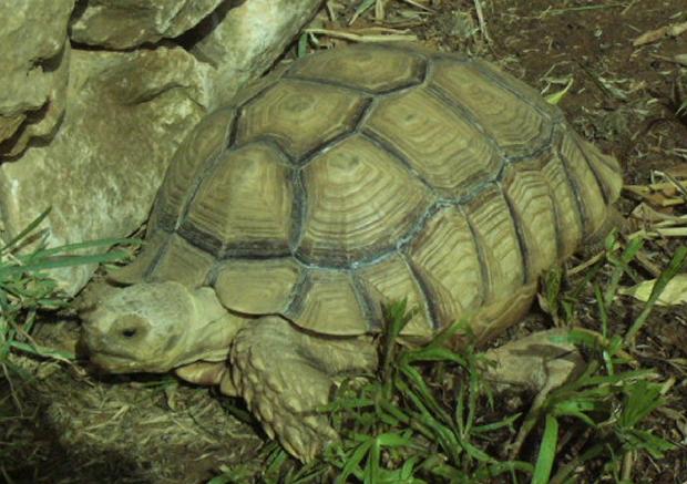 Tartaruga terrestre africana