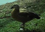 Aves