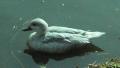 Pato