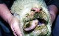 Febre catarral ovina