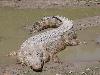 Crocodilo-de-água-salgada <i>(Crocodylus porosus)</i>