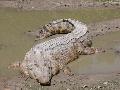 Crocodilo de água salgada