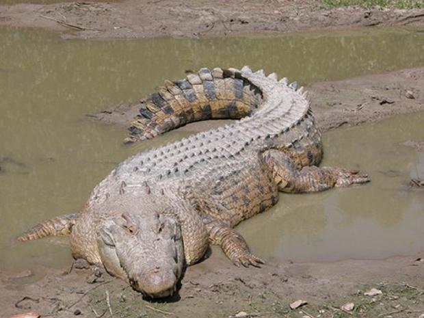 Crocodilo de água salgada
