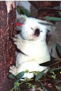 Koala branco