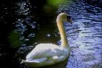 Aves