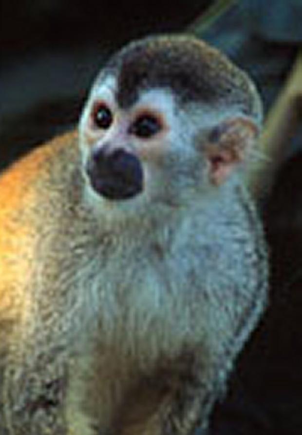 Macaco-de-cheiro