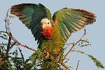 Aves