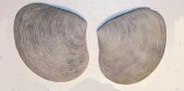 Quahog