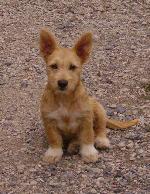 Cães