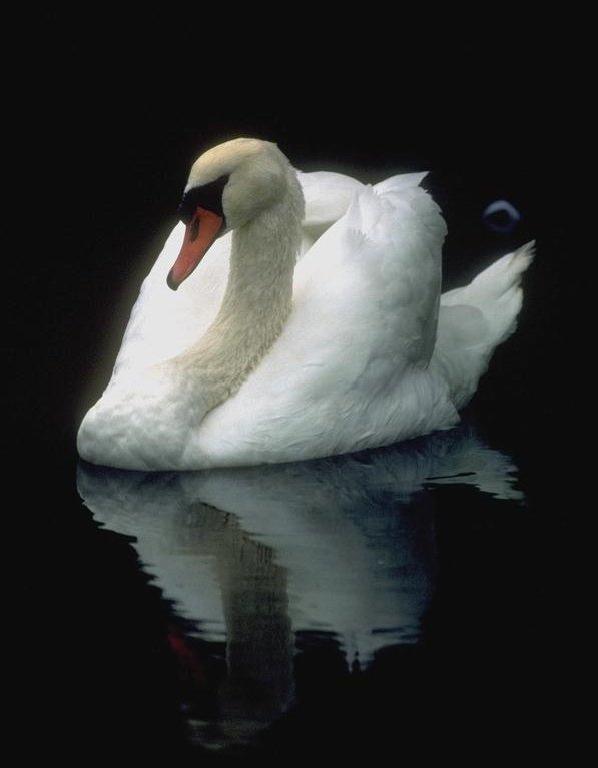 Cisne