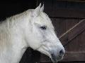 Cavalo