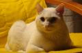 Felipe