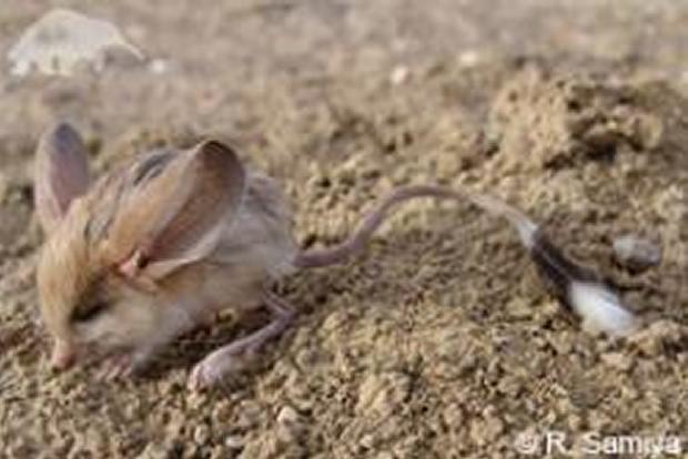 Gerbo de orelhas longas