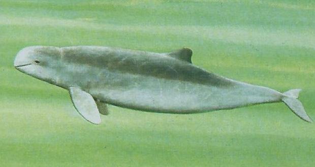 Golfinho-de-Irrawaddy