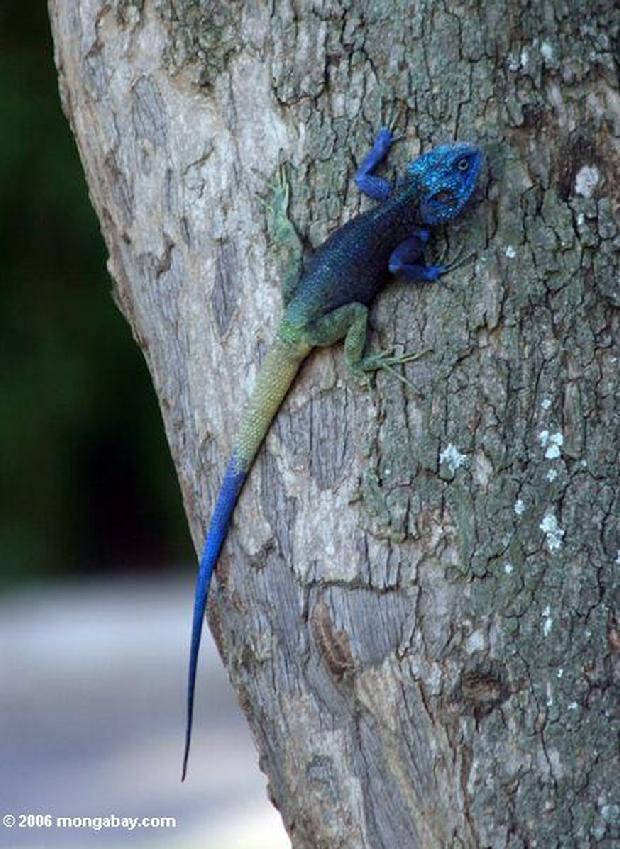 Agama azul