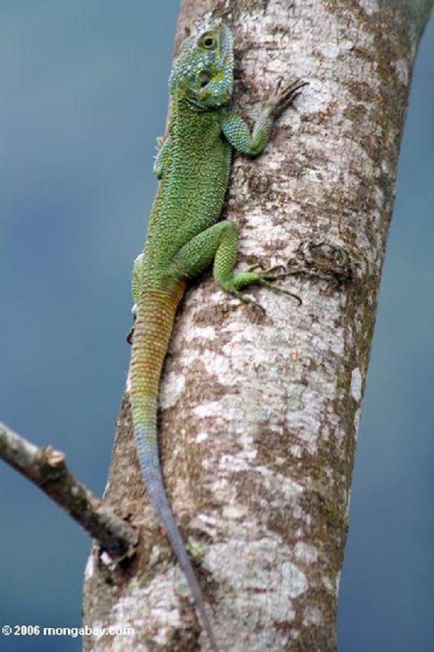 Agama verde