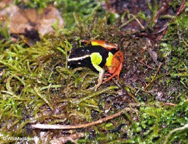 Mantella pintada