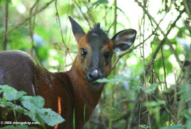 Duiker