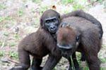 Gorila <i>(Gorilla gorilla) </i> e <i>(Gorilla beringei)</i>