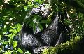 Chimpanzé