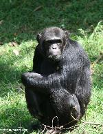 Chimpazé abatido depois de atacar mulher