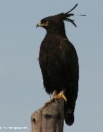 Aves