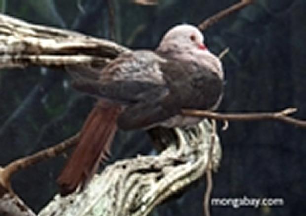 Pombo-rosa