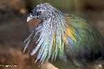 Aves
