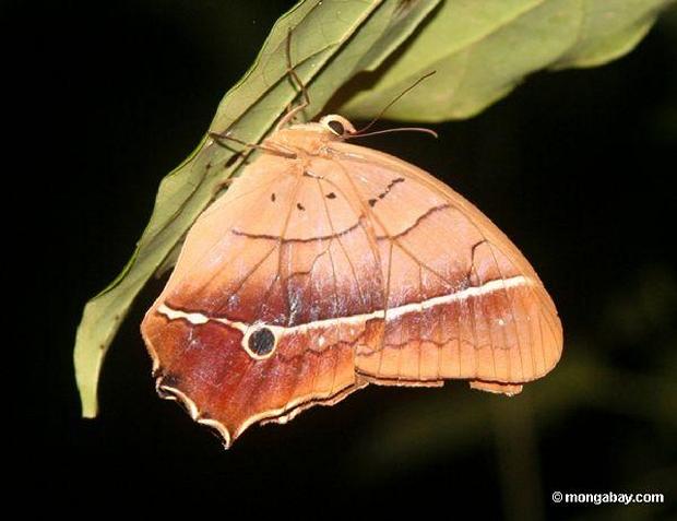 Borboleta