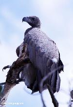 Aves