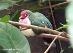Aves