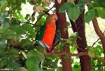 Aves